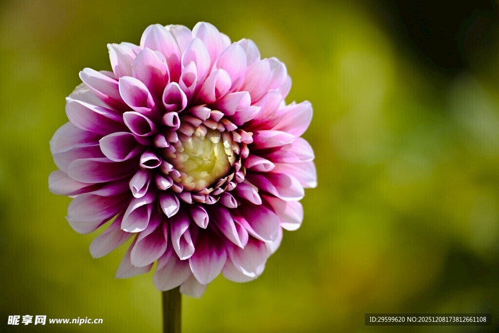 娇艳大丽花绽放