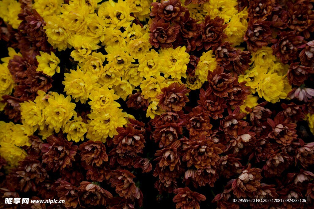 黄红交织的绚烂花卉景观