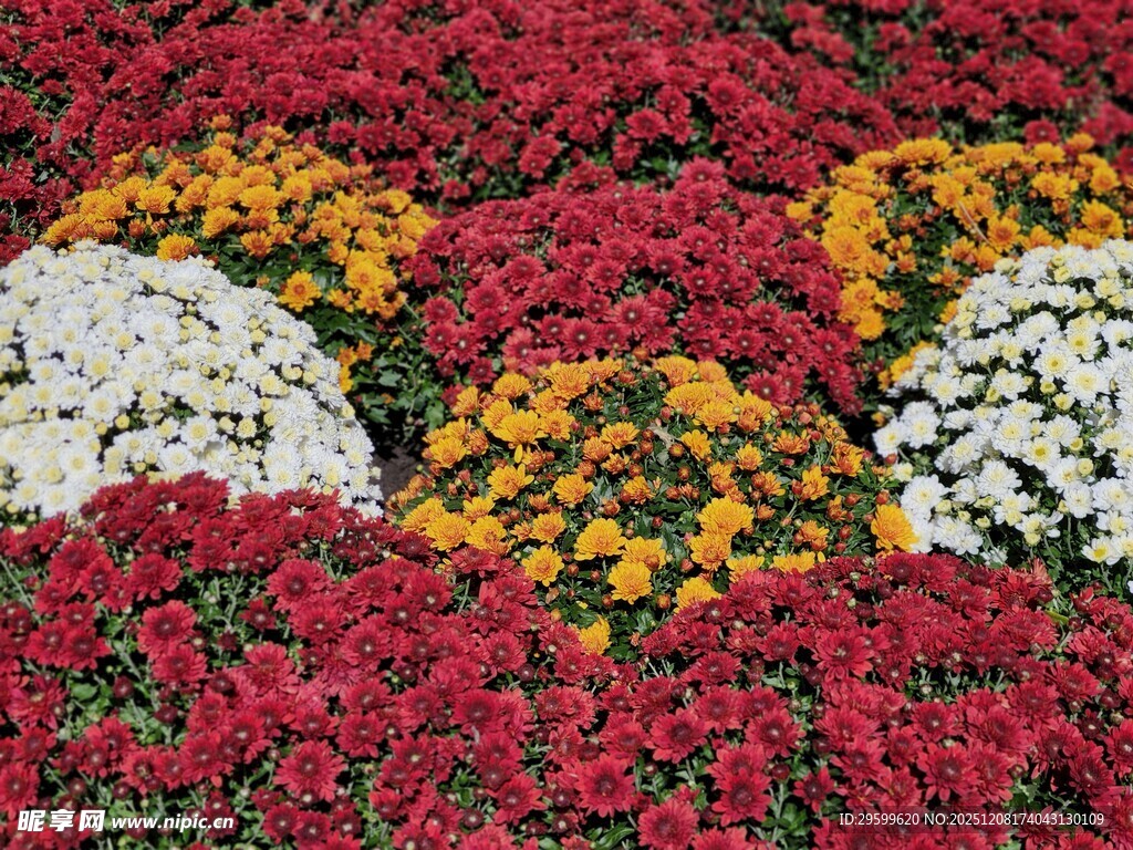 多彩菊花绽放美景