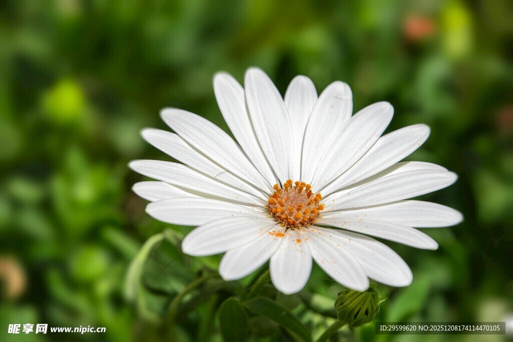 白色雏菊绽放于绿野