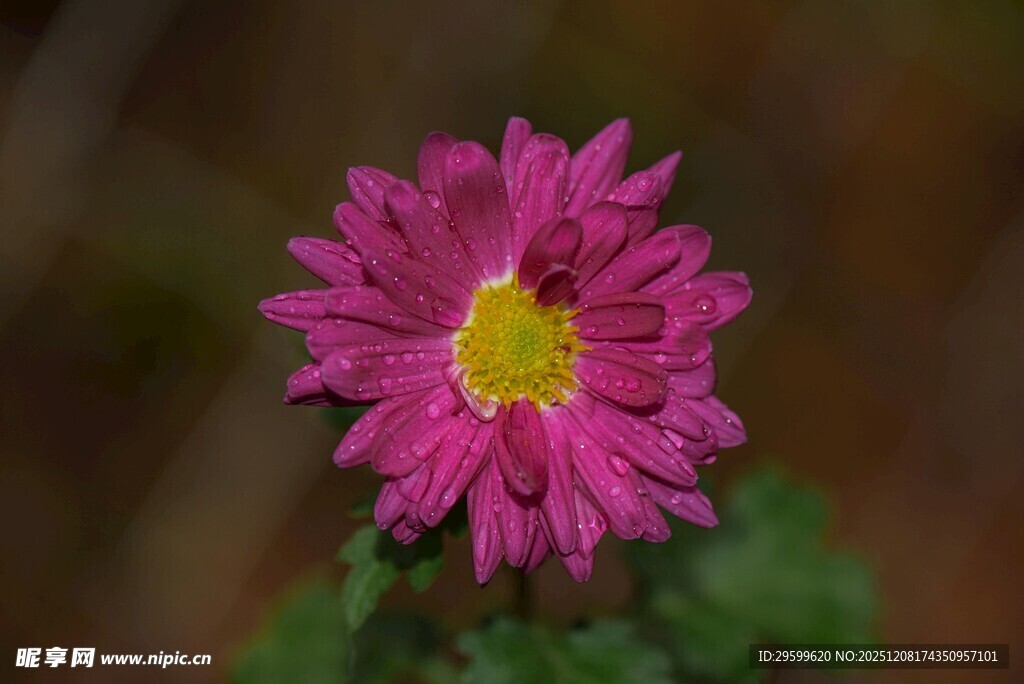 娇艳粉色菊花特写