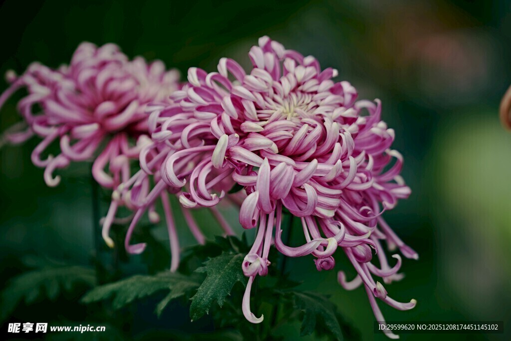 粉色丝状菊花绽放