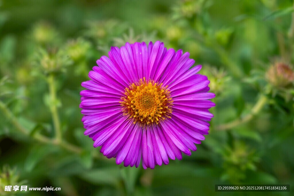 紫色雏菊绽放于绿野