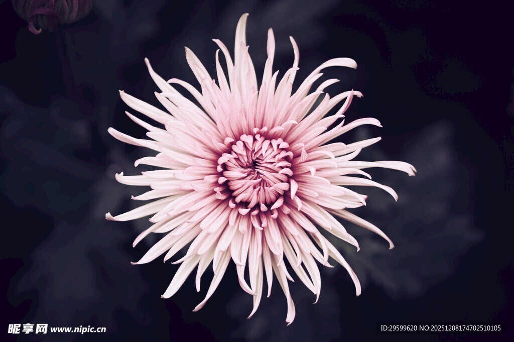 粉色绽放菊花特写