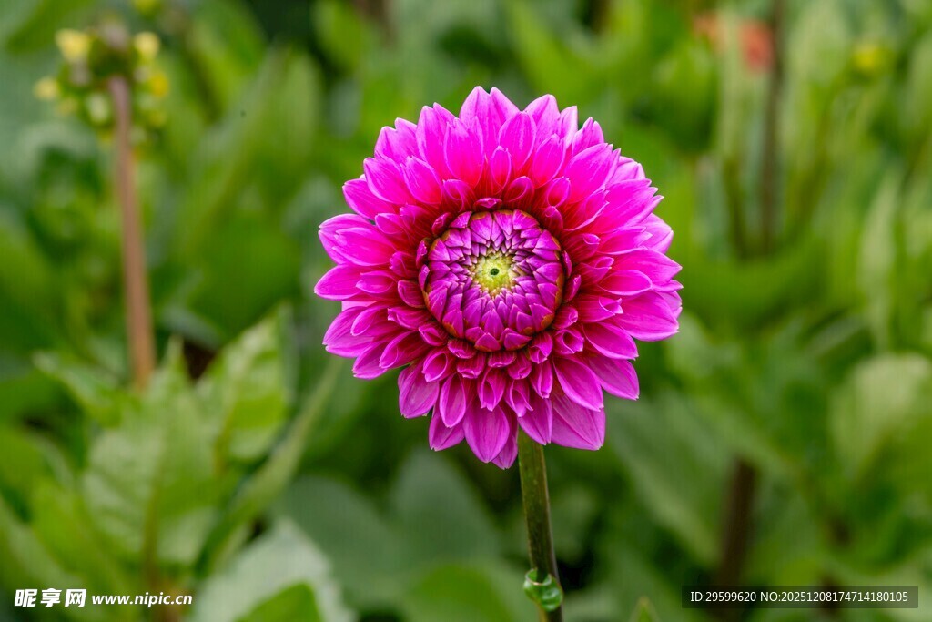 娇艳粉色大丽花绽放