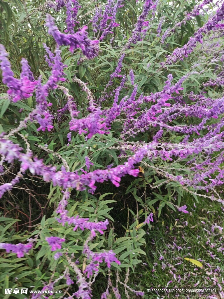 紫色繁茂花枝绽放