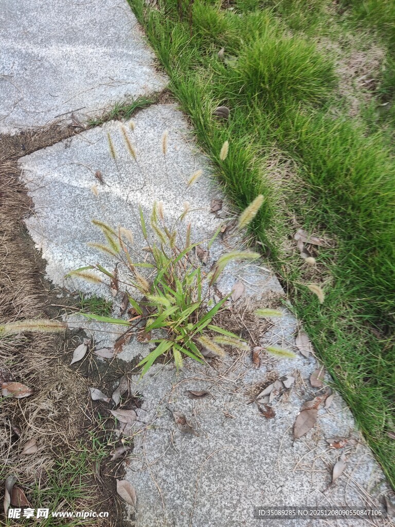 石缝中生长的顽强小草