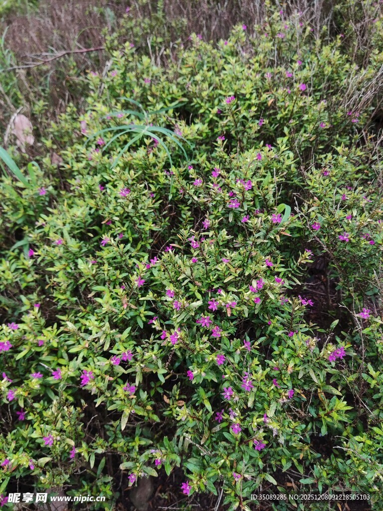 繁茂绿植点缀点点紫花