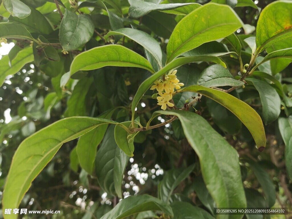 绿叶间的黄色小花