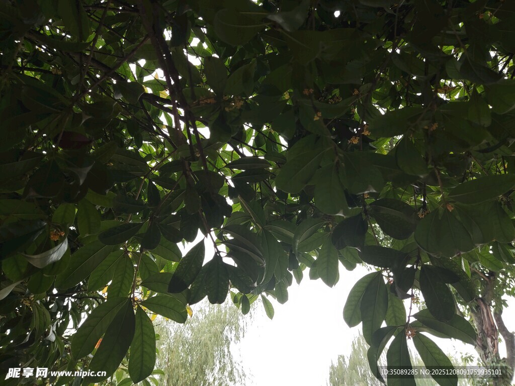 透过树叶望天空