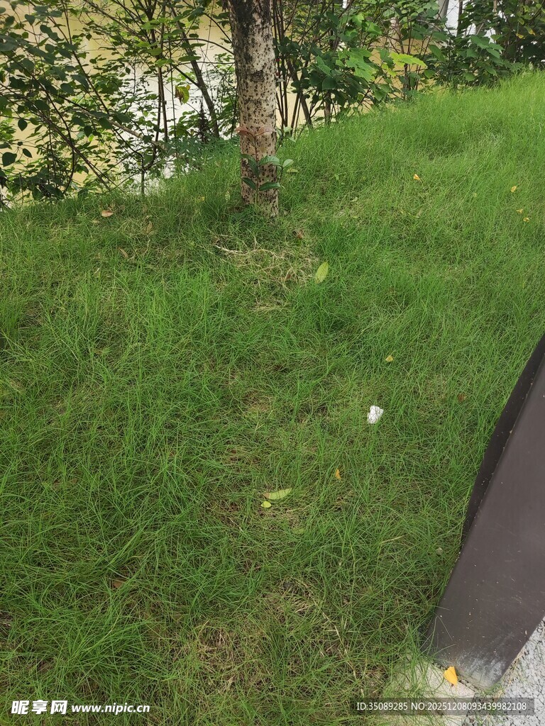 路边翠绿草地景象