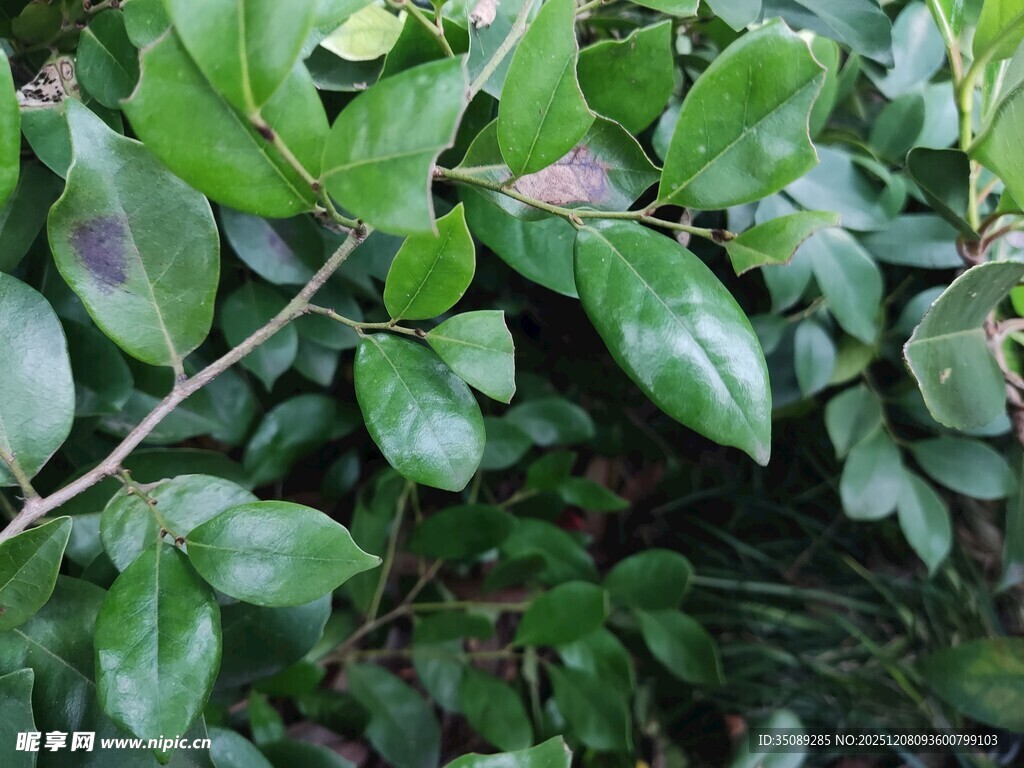 翠绿繁茂的植物枝叶