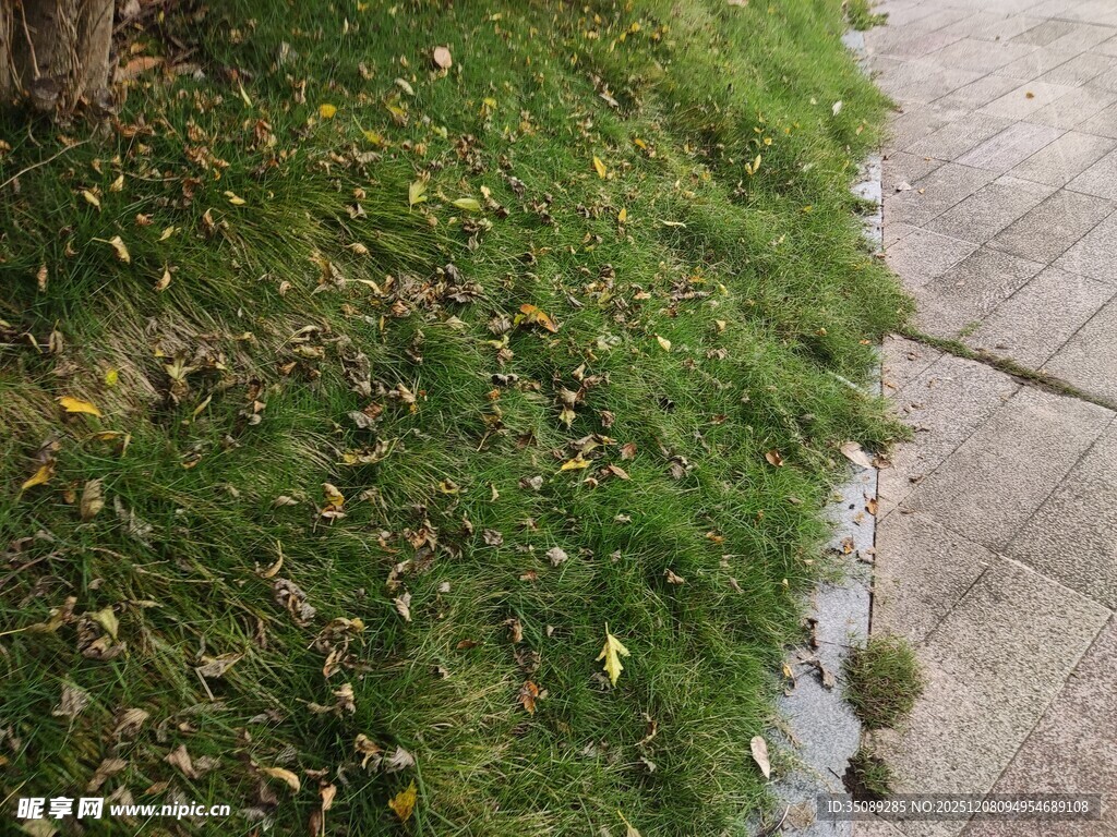 路边草地与积水的景象