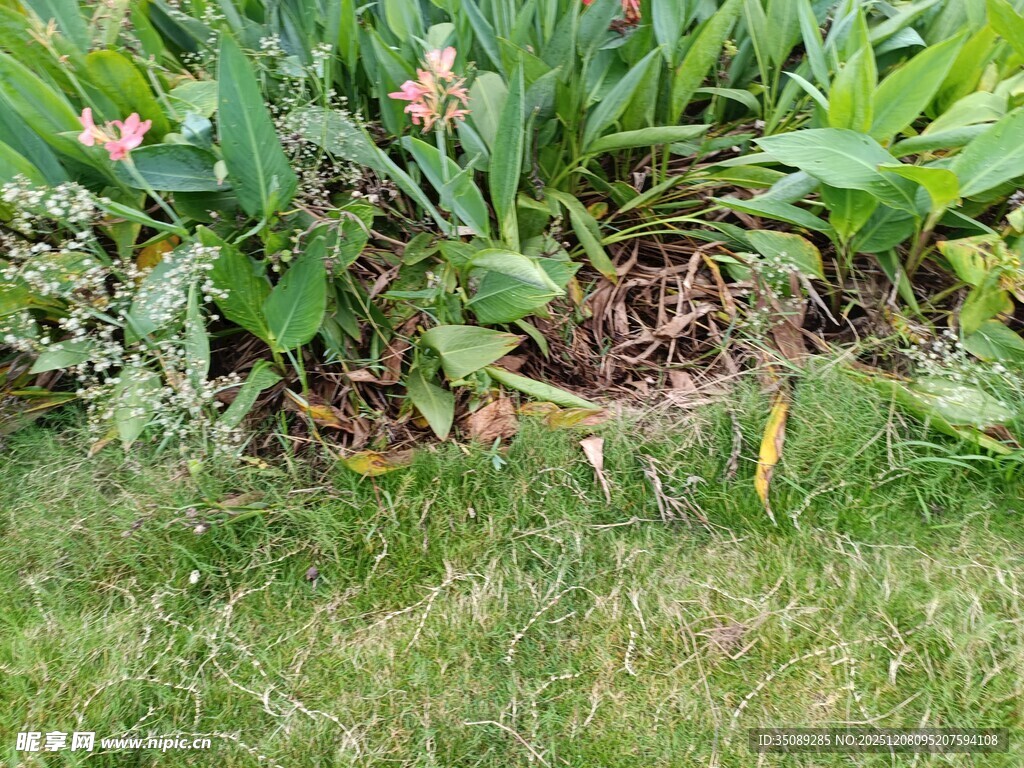 草丛中的绿植与花卉