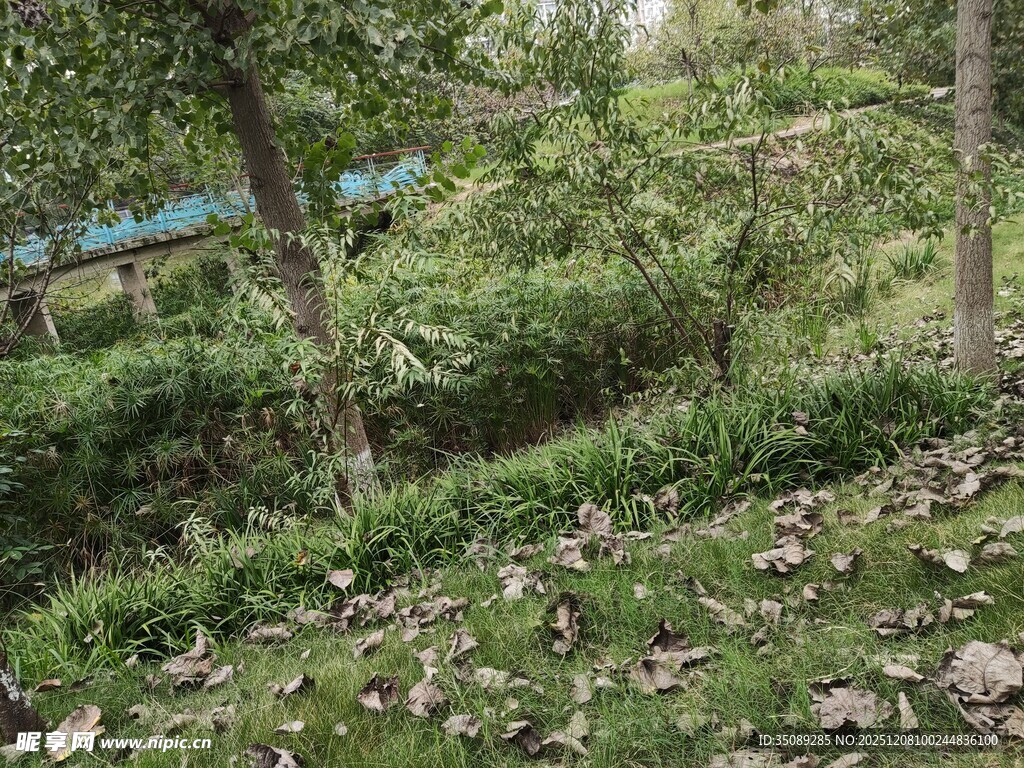 野外繁茂植被景象