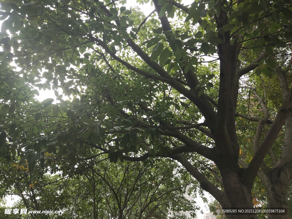 茂密树林中的高大树木