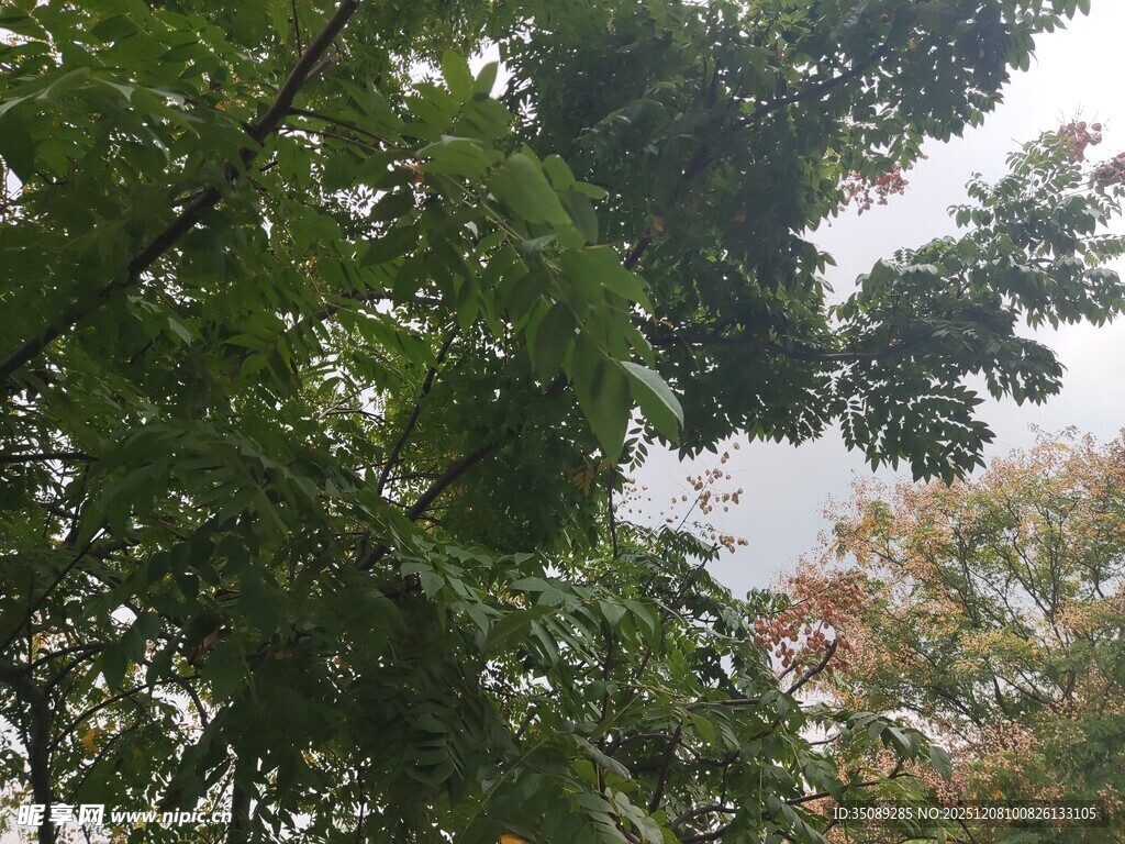 仰视繁茂绿树与天空