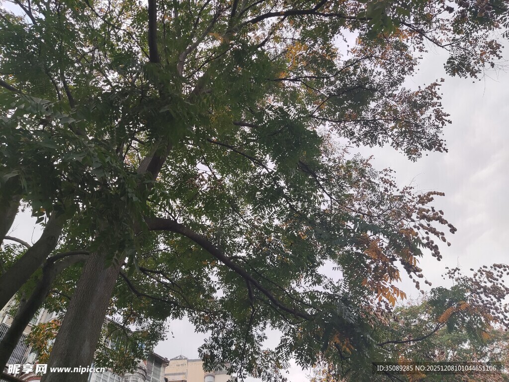 秋日繁茂大树景观