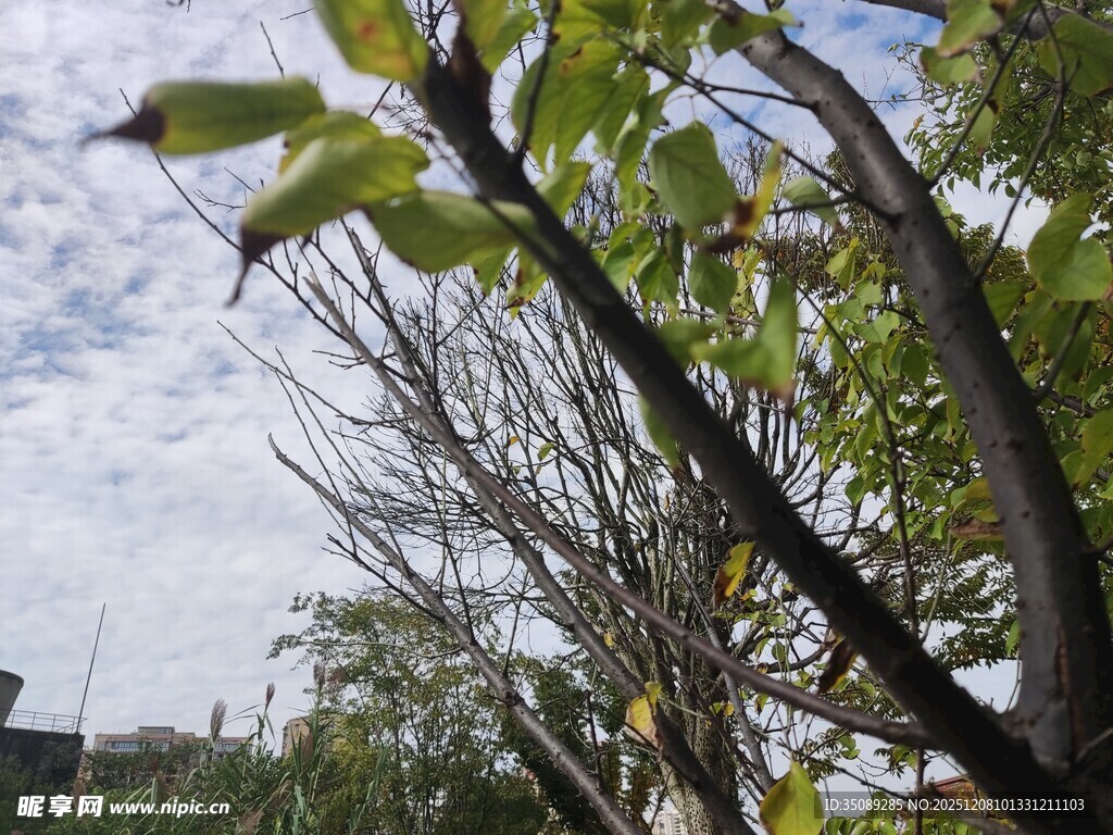 枝头新绿尽显春日生机