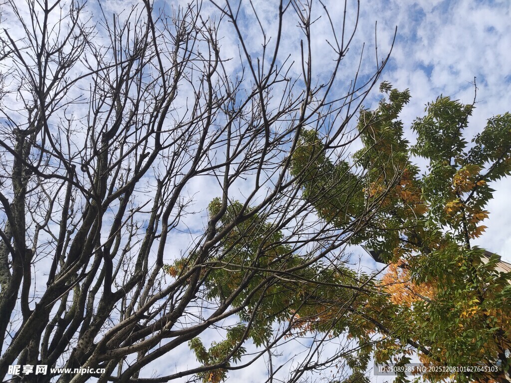 枯树与绿树映衬的天空