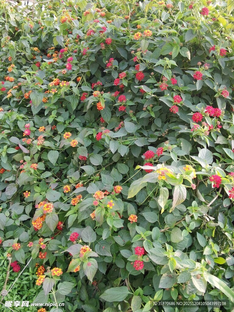 多彩叶片植物景观