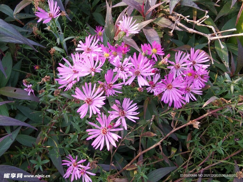 粉色小花绽放于草丛间