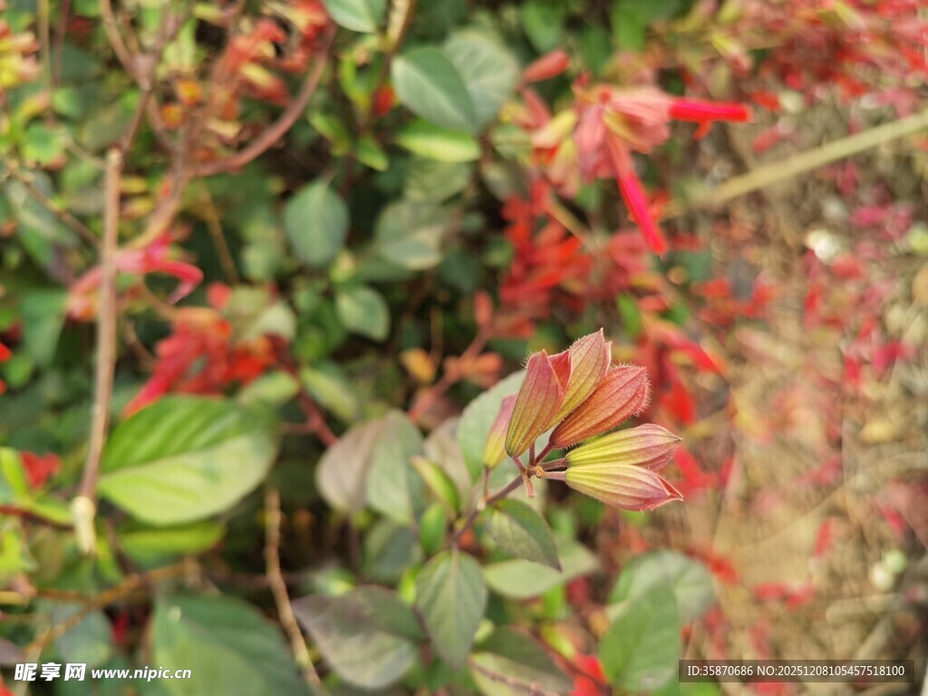 鲜艳红绿叶植物特写
