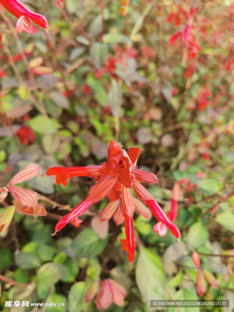 鲜艳红色花卉特写