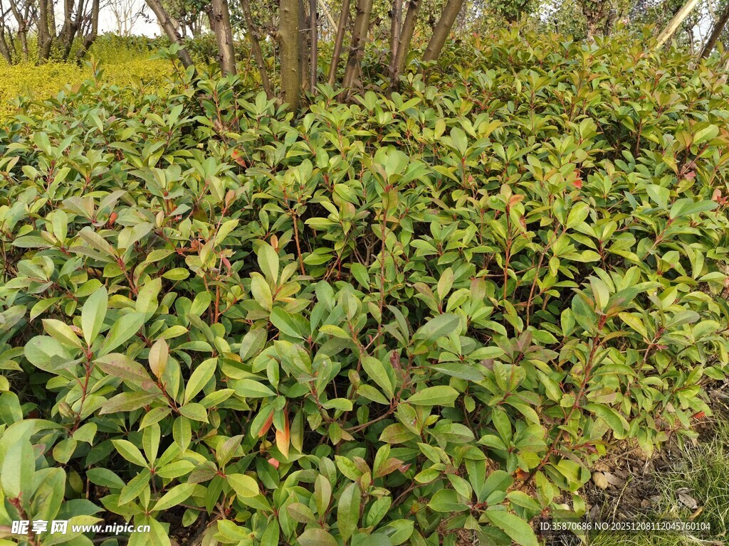 绿叶繁茂的植物景观