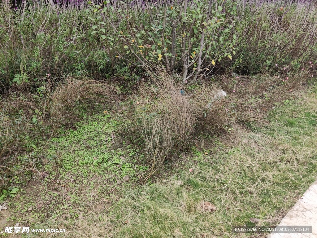 户外草地植物景观
