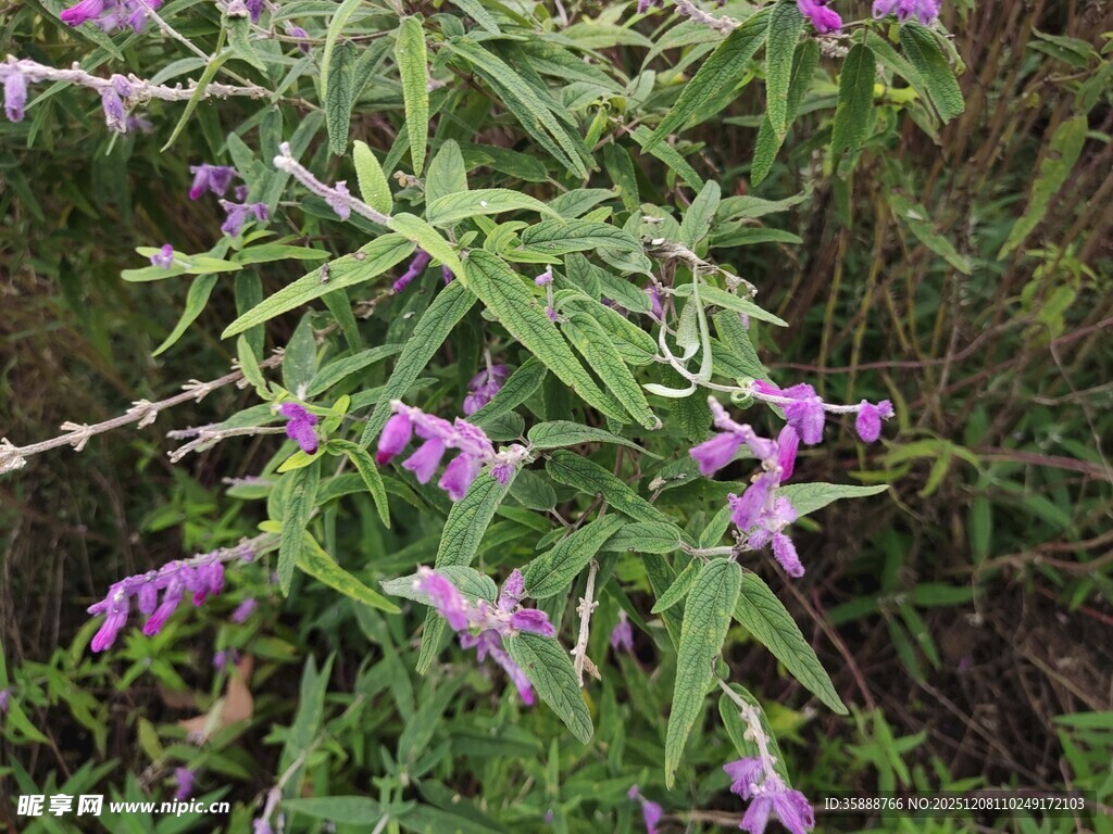 紫色花卉植物特写