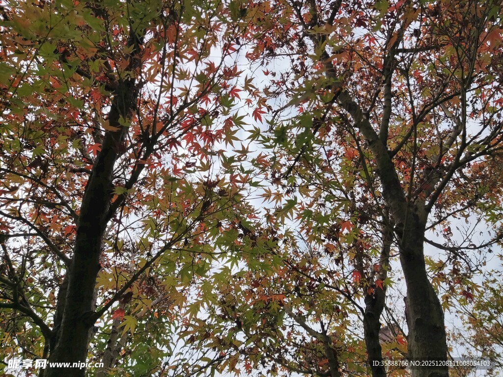 秋日斑斓树林景象