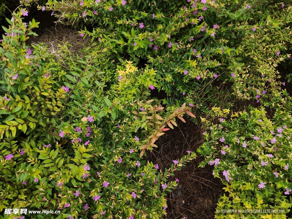 绿叶繁茂的植物景观