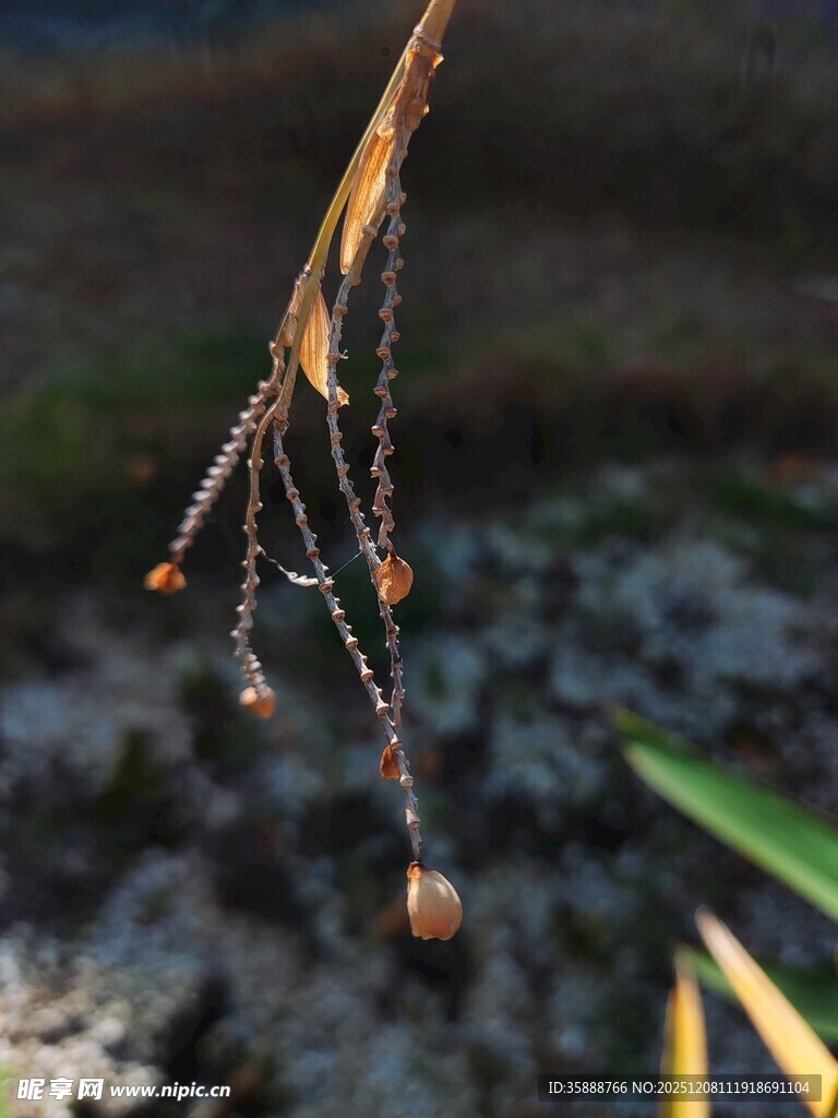 枯萎植物上的露珠