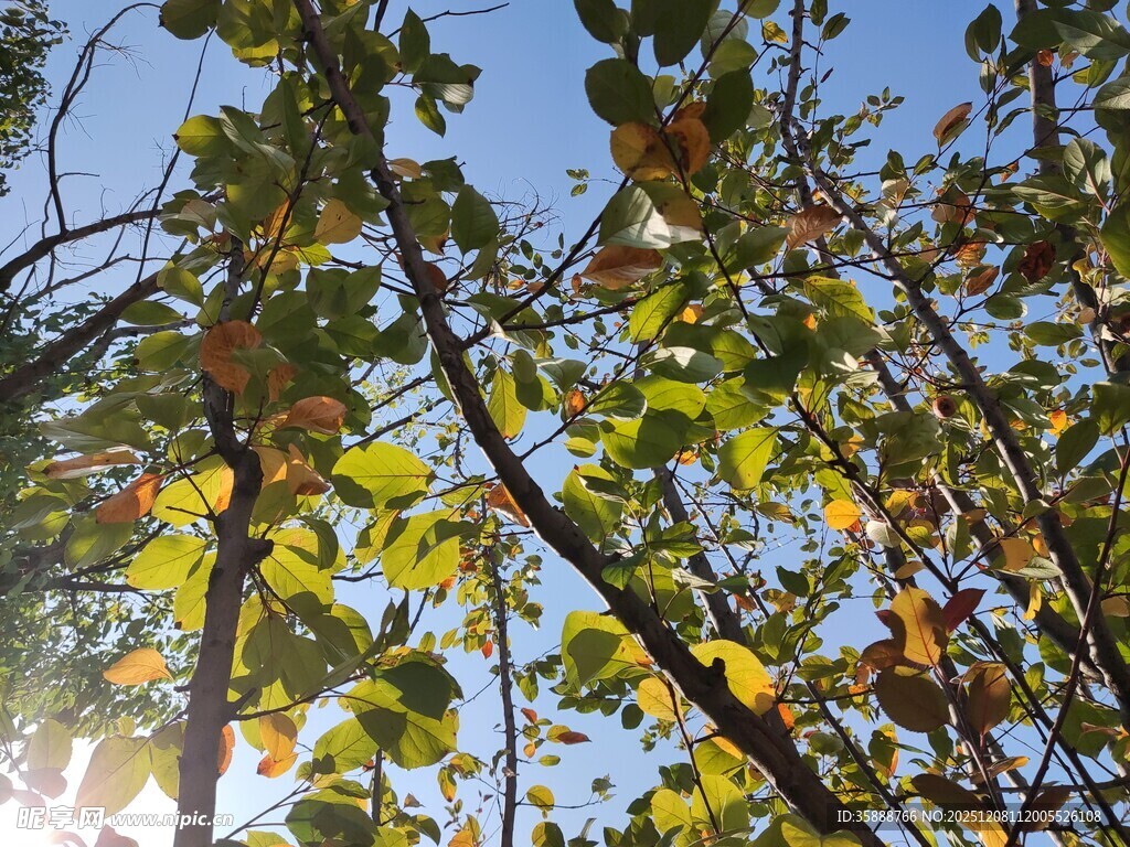 秋日阳光下的斑斓树叶