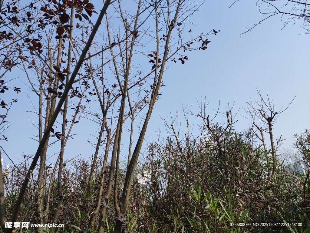 冬日枯树林景观