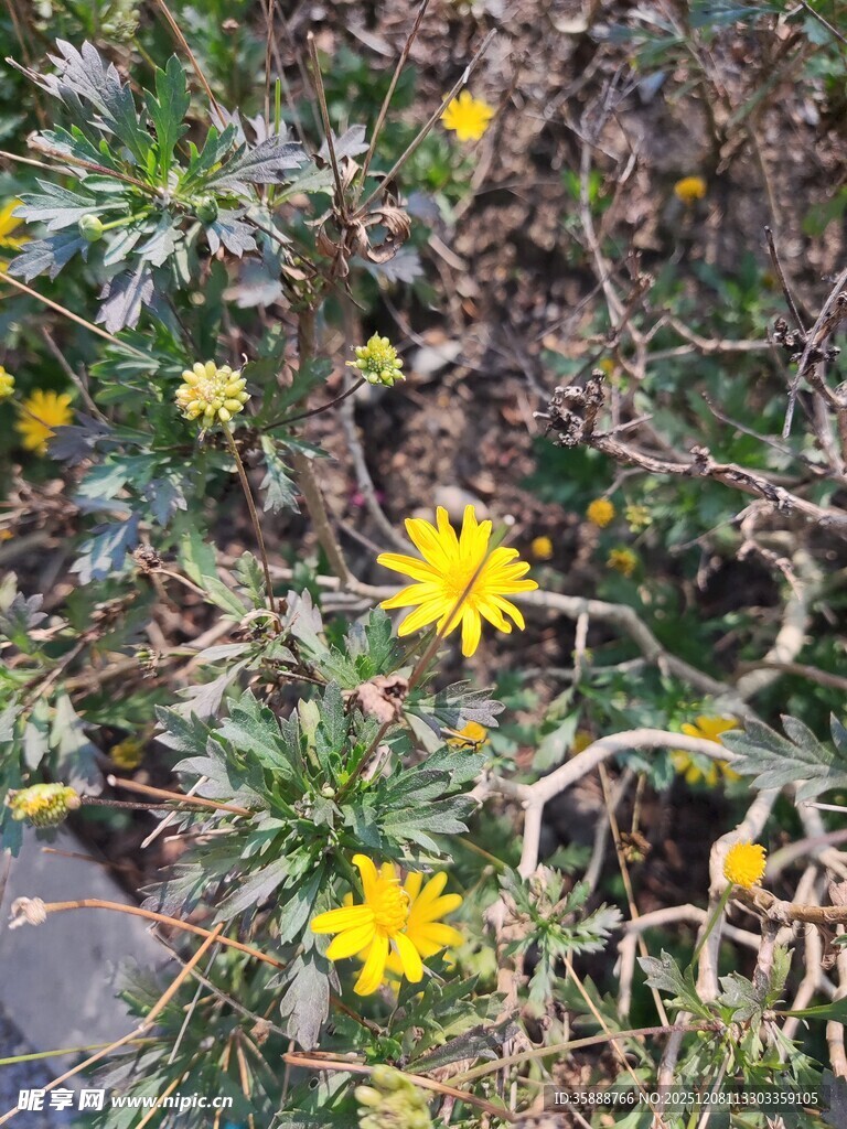 地面绽放的黄色小花