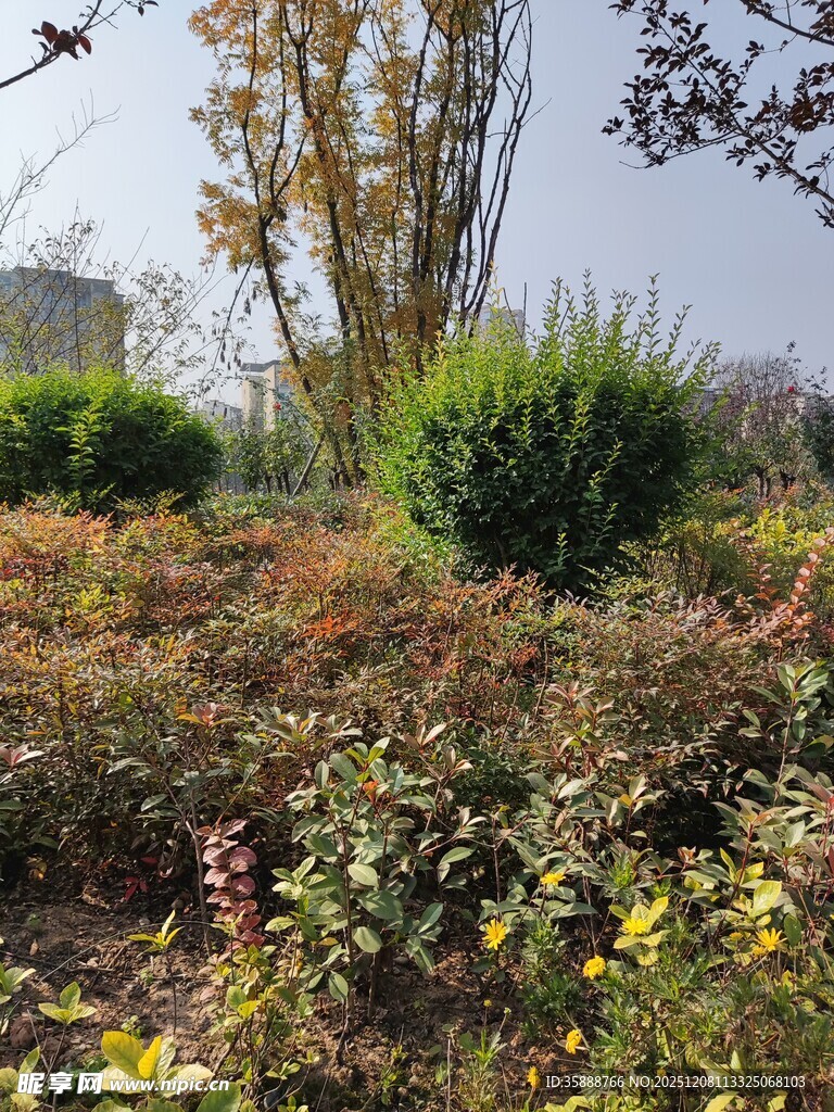 秋日多彩植物景观