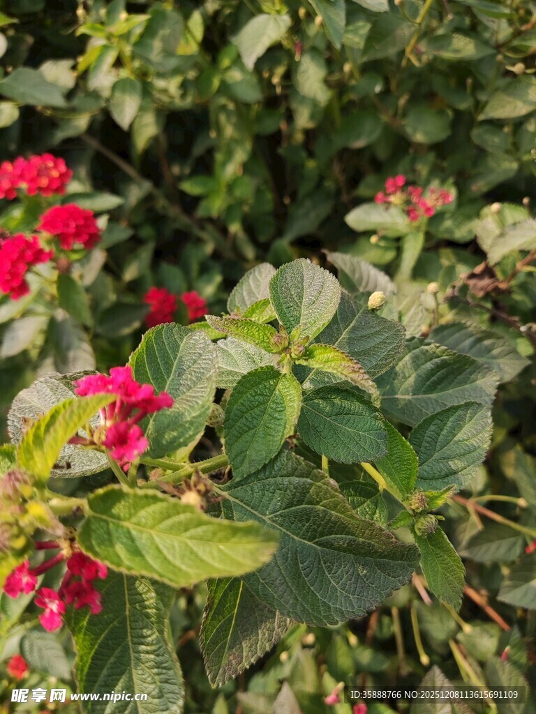 绿叶丛中绽放的鲜艳红花