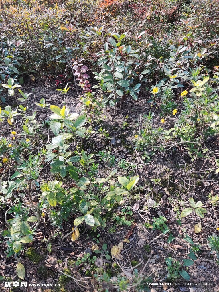 野外丛生植物景象