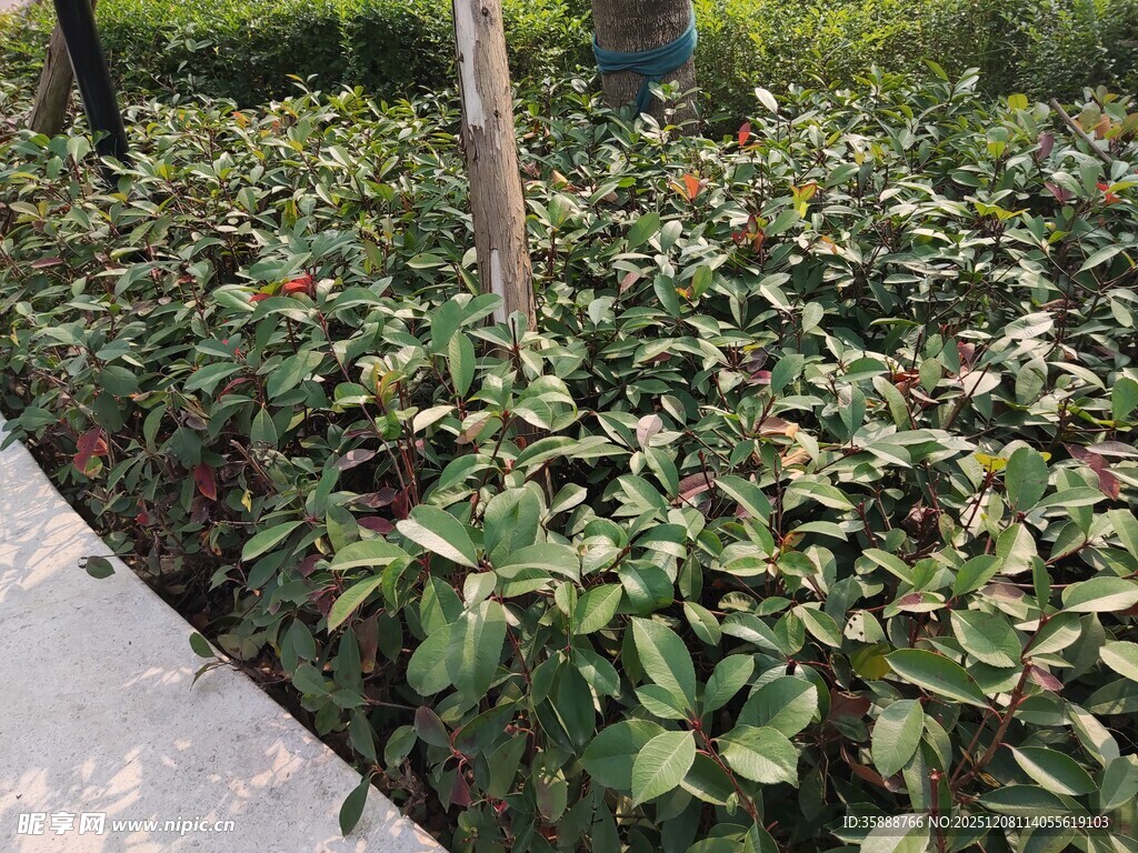 路边繁茂的绿叶植物