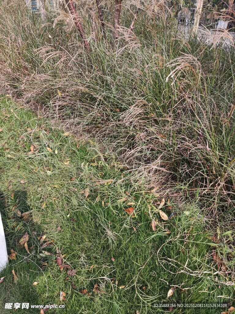 野外丛生的芦苇植物景观