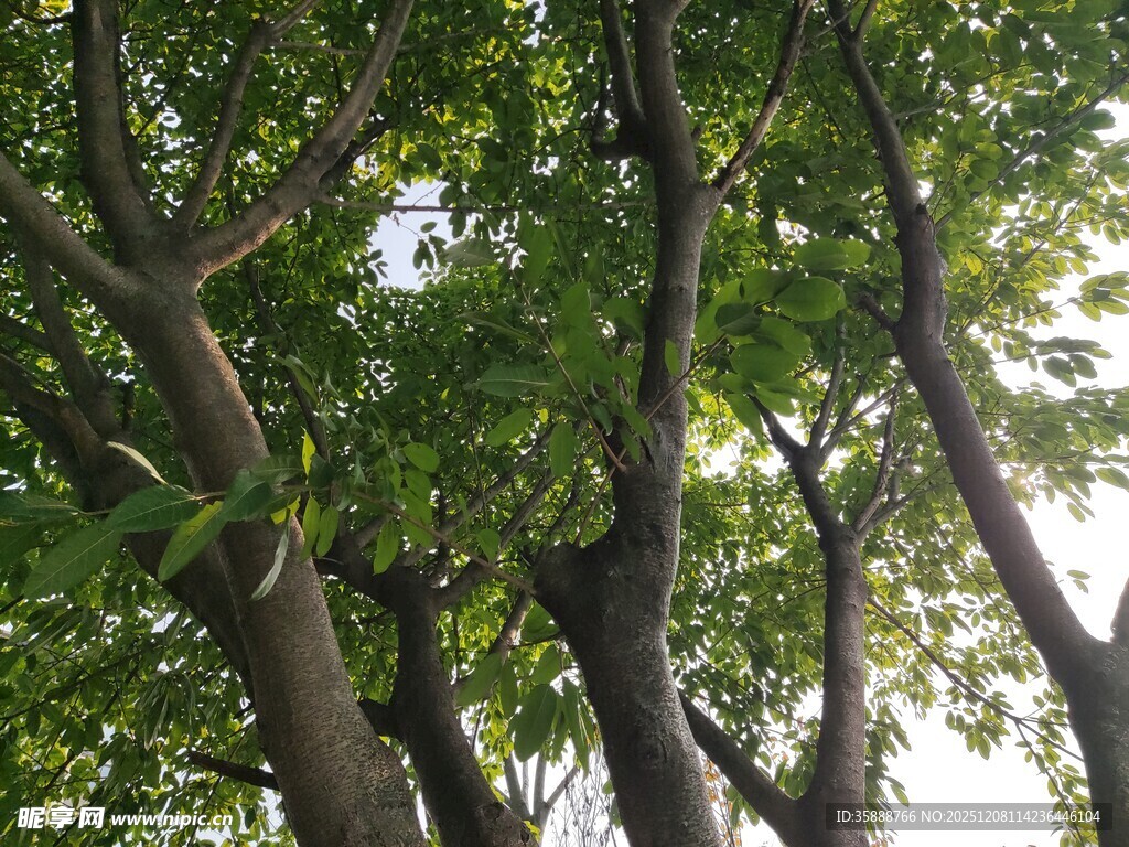 繁茂树枝与绿叶的景致