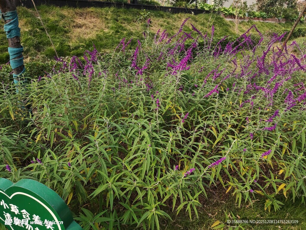 紫色花丛中的绿色标牌