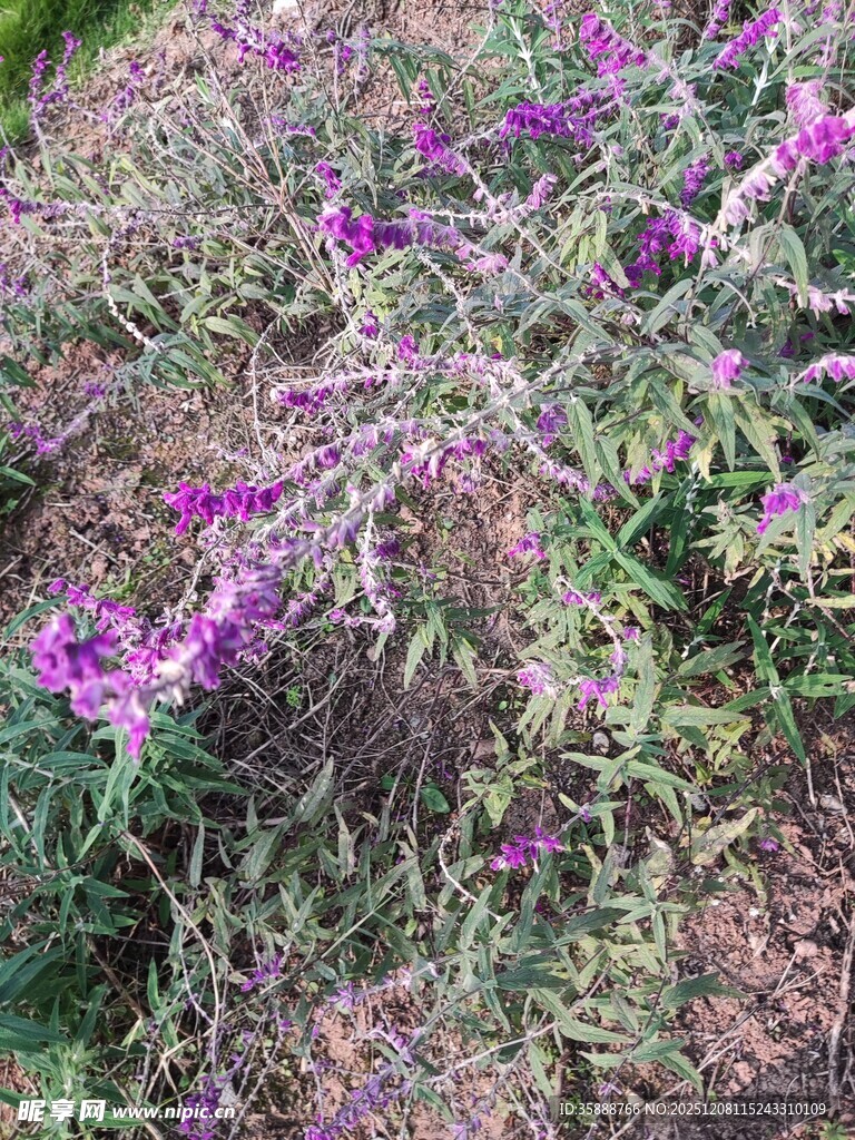 紫色花丛绽放生机