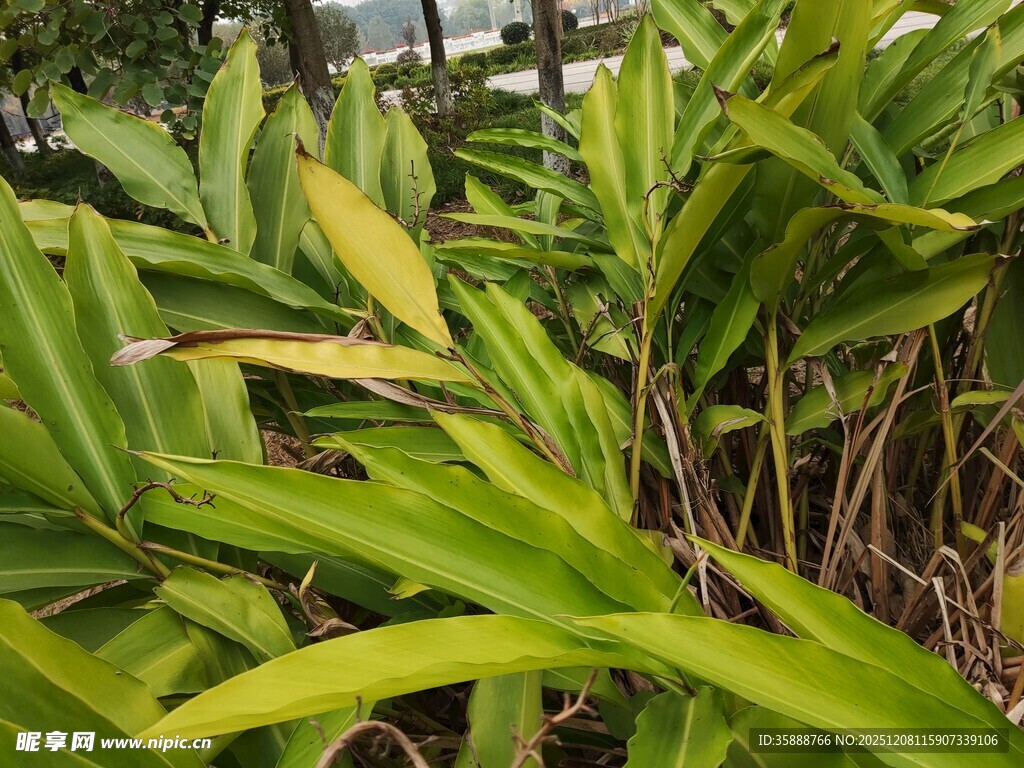 翠绿繁茂的热带植物景观