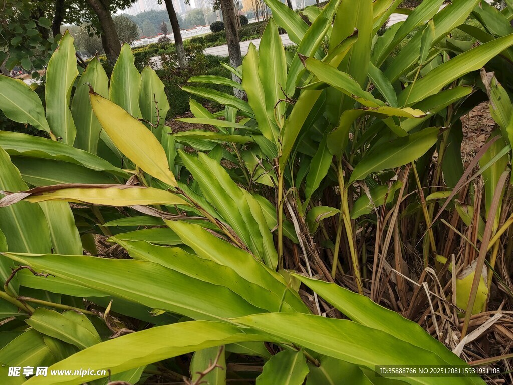 翠绿繁茂的热带植物景观