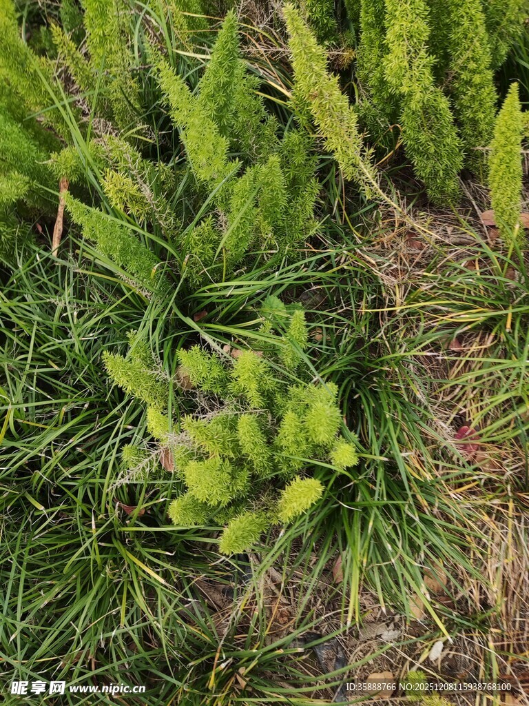 嫩绿草丛中的生机景象