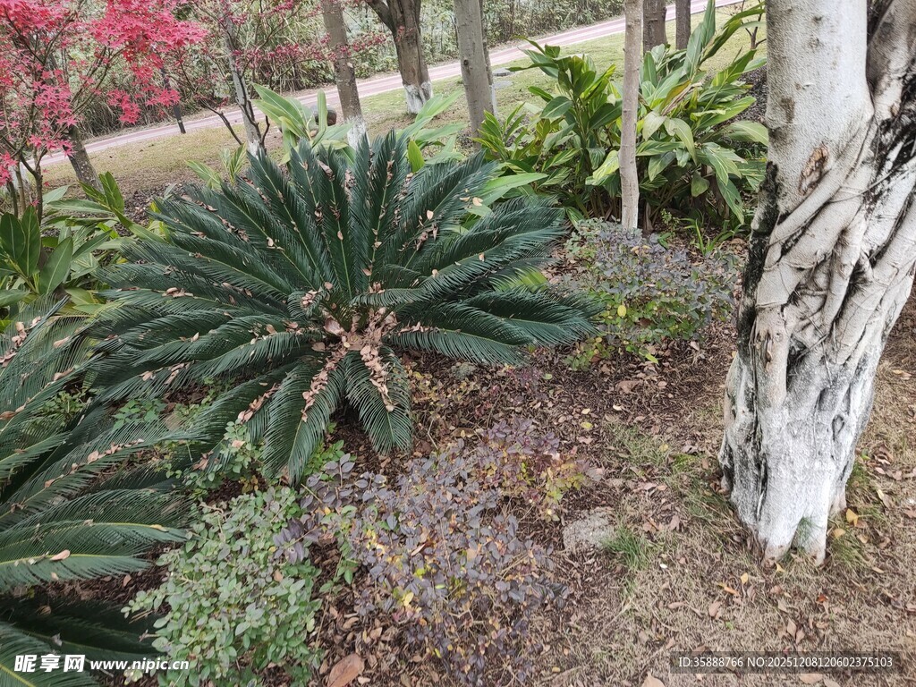庭院中的多样绿植景观