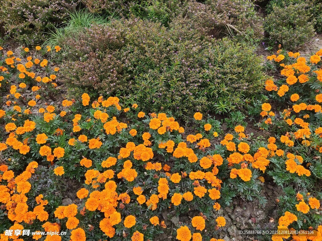 橙色花海绽放生机